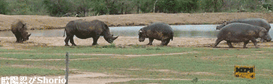 BbsImg140846066274120_398-123 (1).gif