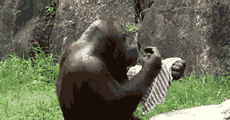 QQͼƬ20160909095659.gif